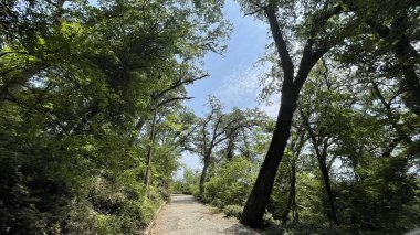 Park alanı büyük yeşil bitkiler, çalılar ve ağaçlar