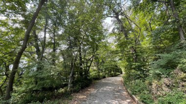 Park alanı büyük yeşil bitkiler, çalılar ve ağaçlar