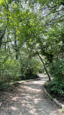 Park alanı büyük yeşil bitkiler, çalılar ve ağaçlar