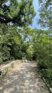 Park alanı büyük yeşil bitkiler, çalılar ve ağaçlar