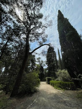 Park alanı büyük yeşil bitkiler, çalılar ve ağaçlar