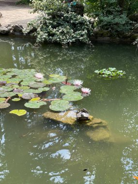 Park alanı büyük yeşil bitkiler, çalılar ve ağaçlar