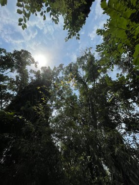 Park alanı büyük yeşil bitkiler, çalılar ve ağaçlar