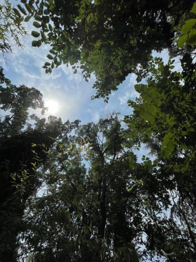 Park alanı büyük yeşil bitkiler, çalılar ve ağaçlar