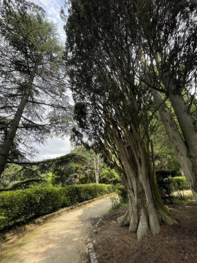 Park alanı büyük yeşil bitkiler, çalılar ve ağaçlar