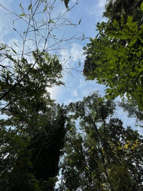Park alanı büyük yeşil bitkiler, çalılar ve ağaçlar
