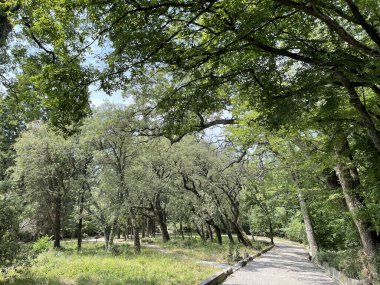 Park alanı büyük yeşil bitkiler, çalılar ve ağaçlar