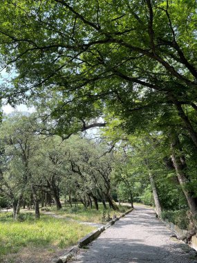 Park alanı büyük yeşil bitkiler, çalılar ve ağaçlar