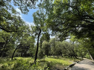 Park alanı büyük yeşil bitkiler, çalılar ve ağaçlar