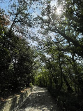 Park alanı büyük yeşil bitkiler, çalılar ve ağaçlar