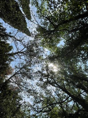 Park alanı büyük yeşil bitkiler, çalılar ve ağaçlar