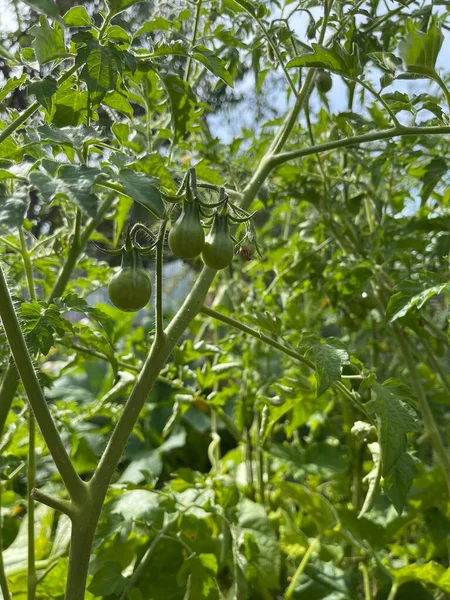 Tomatenanbau Gemüsegarten Grünes Gemüse Mit Grünen Tomaten Die Einem Strauch — Stockfoto