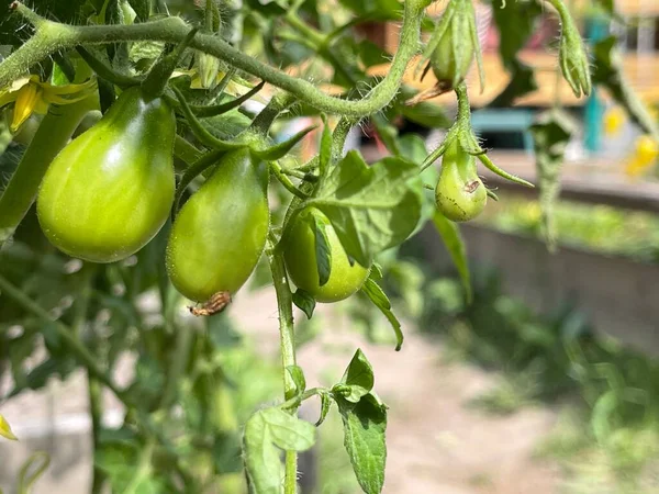 Growth Tomatoes Vegetable Garden Green Vegetables Green Tomatoes Hanging Bush — Stock Photo, Image