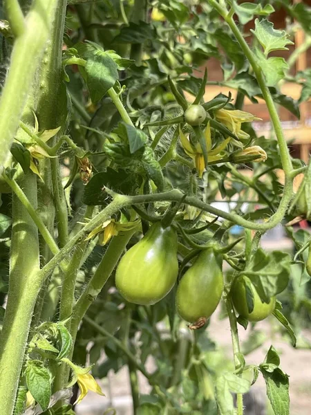 Tomatenanbau Gemüsegarten Grünes Gemüse Mit Grünen Tomaten Die Einem Strauch — Stockfoto