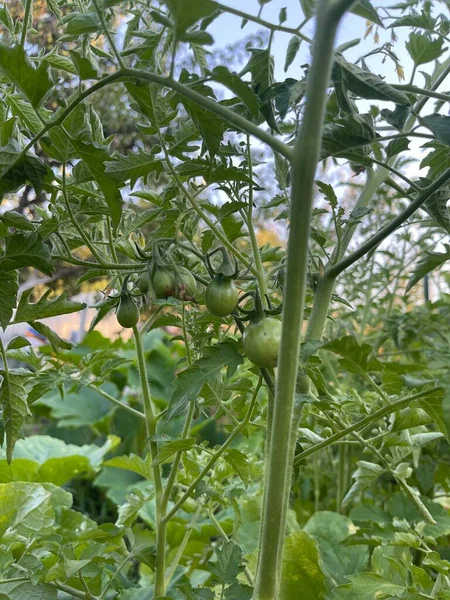 Tomatenanbau Gemüsegarten Grünes Gemüse Mit Grünen Tomaten Die Einem Strauch — Stockfoto