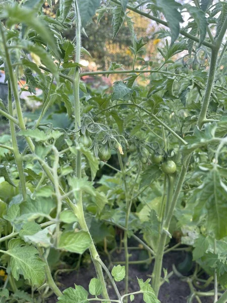 Tomatenanbau Gemüsegarten Grünes Gemüse Mit Grünen Tomaten Die Einem Strauch — Stockfoto