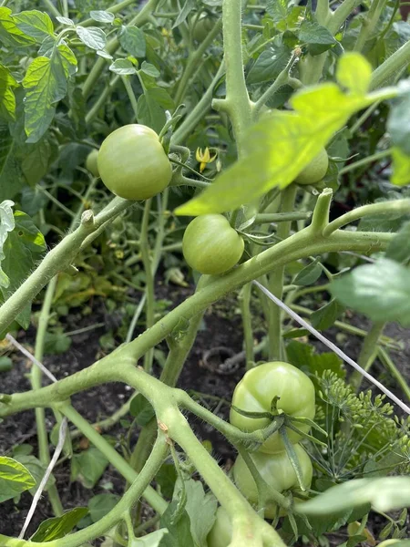 Tomatenanbau Gemüsegarten Grünes Gemüse Mit Grünen Tomaten Die Einem Strauch — Stockfoto