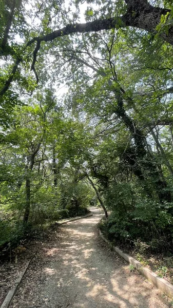 Park Alanı Büyük Yeşil Bitkiler Çalılar Ağaçlar Yaz Manzarası — Stok fotoğraf