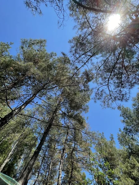 Park Obszar Duże Zielone Rośliny Krzewy Drzewa Letni Krajobraz — Zdjęcie stockowe