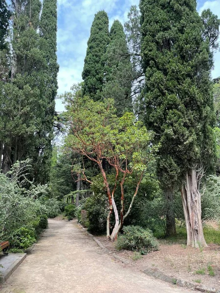 Park alanı büyük yeşil bitkiler, çalılar ve ağaçlar