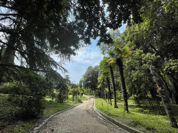 Park alanı büyük yeşil bitkiler, çalılar ve ağaçlar