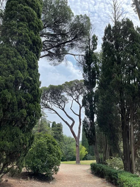 Park alanı büyük yeşil bitkiler, çalılar ve ağaçlar