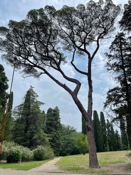 Park alanı büyük yeşil bitkiler, çalılar ve ağaçlar