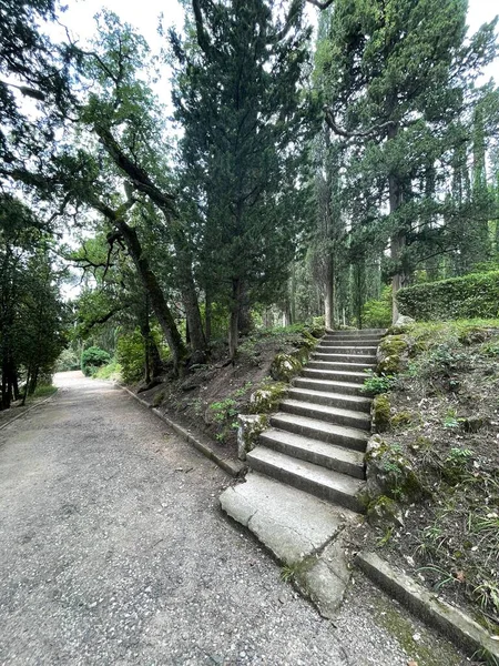 Park alanı büyük yeşil bitkiler, çalılar ve ağaçlar