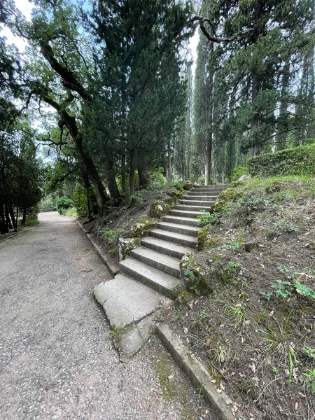 Park alanı büyük yeşil bitkiler, çalılar ve ağaçlar