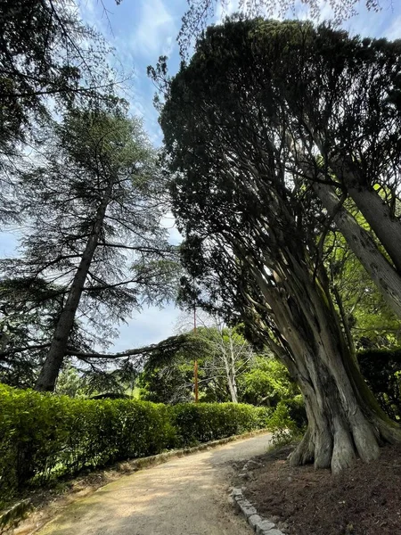 Park alanı büyük yeşil bitkiler, çalılar ve ağaçlar