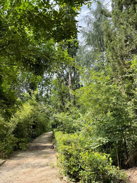 Park alanı büyük yeşil bitkiler, çalılar ve ağaçlar