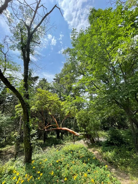 Park alanı büyük yeşil bitkiler, çalılar ve ağaçlar