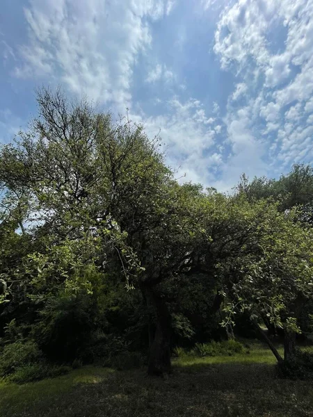 公园内大型绿色植物 灌木及树木 — 图库照片