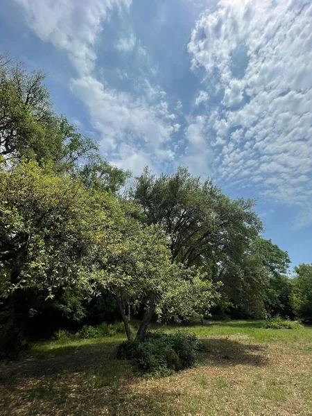 Park alanı büyük yeşil bitkiler, çalılar ve ağaçlar