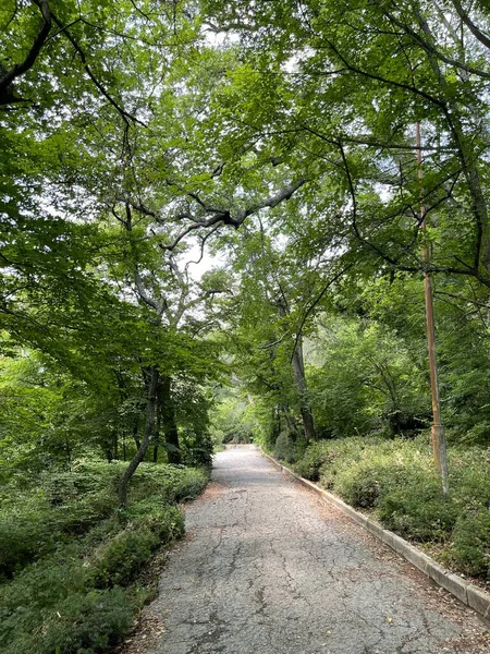 Park Gebied Grote Groene Planten Struiken Bomen — Stockfoto