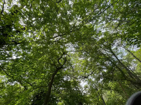 Park Gebied Grote Groene Planten Struiken Bomen — Stockfoto