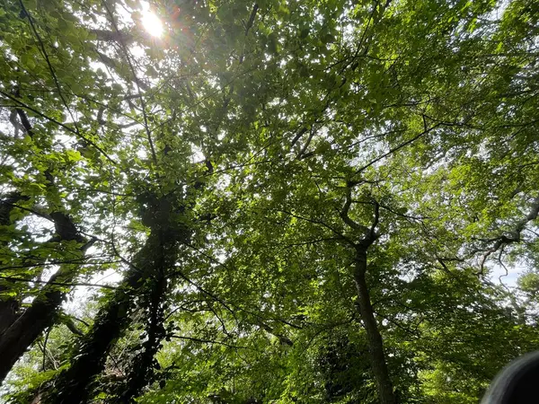 Park Gebied Grote Groene Planten Struiken Bomen — Stockfoto