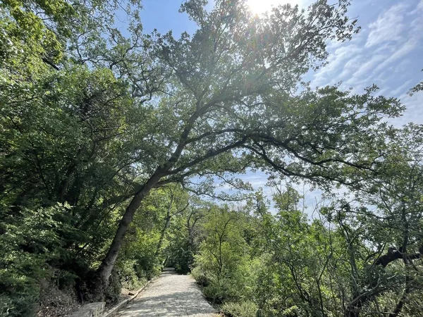 Park alanı büyük yeşil bitkiler, çalılar ve ağaçlar