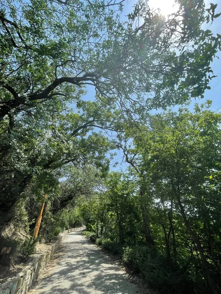 Park alanı büyük yeşil bitkiler, çalılar ve ağaçlar