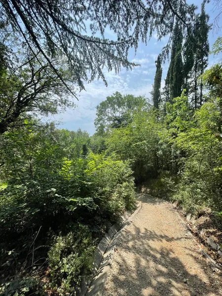 Park alanı büyük yeşil bitkiler, çalılar ve ağaçlar