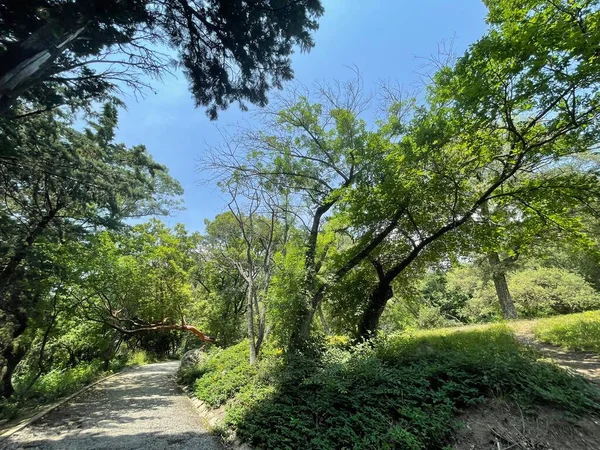 Park alanı büyük yeşil bitkiler, çalılar ve ağaçlar