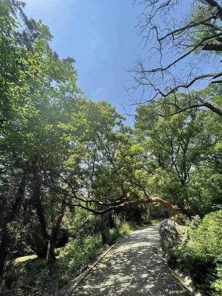 Park alanı büyük yeşil bitkiler, çalılar ve ağaçlar