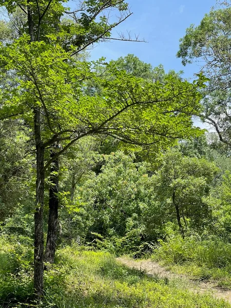 Park Gebied Grote Groene Planten Struiken Bomen — Stockfoto