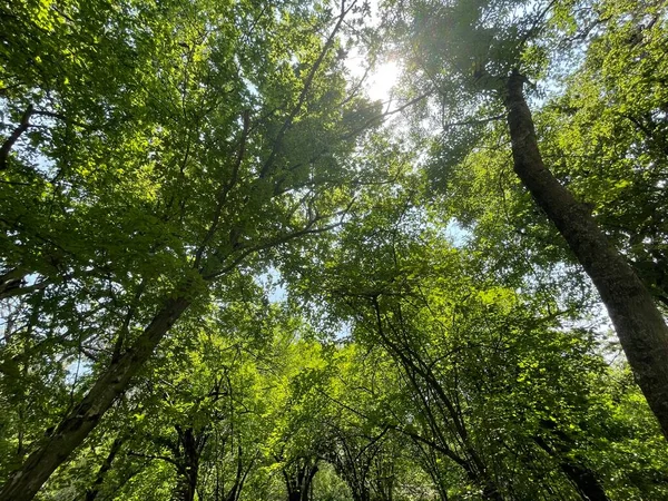 公园内大型绿色植物 灌木及树木 — 图库照片