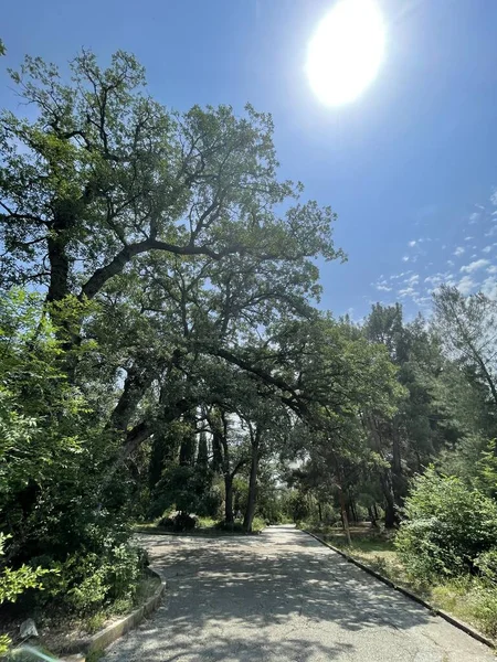 Park alanı büyük yeşil bitkiler, çalılar ve ağaçlar