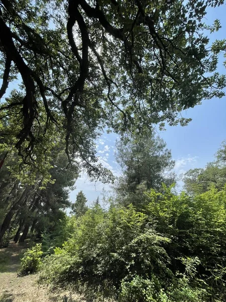 Park alanı büyük yeşil bitkiler, çalılar ve ağaçlar