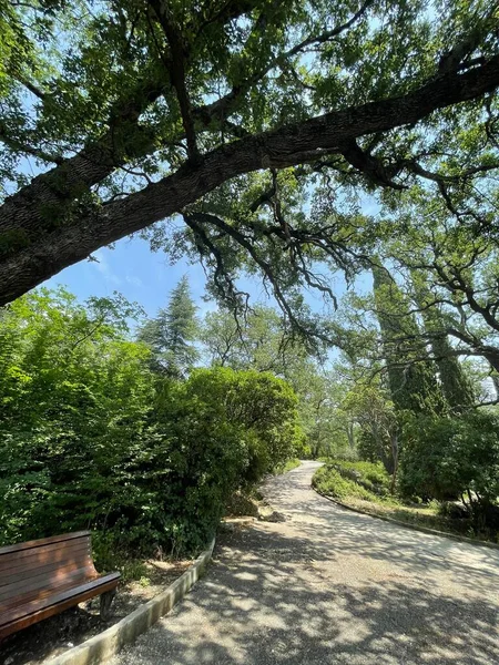 Parc Grandes Plantes Vertes Arbustes Arbres — Photo