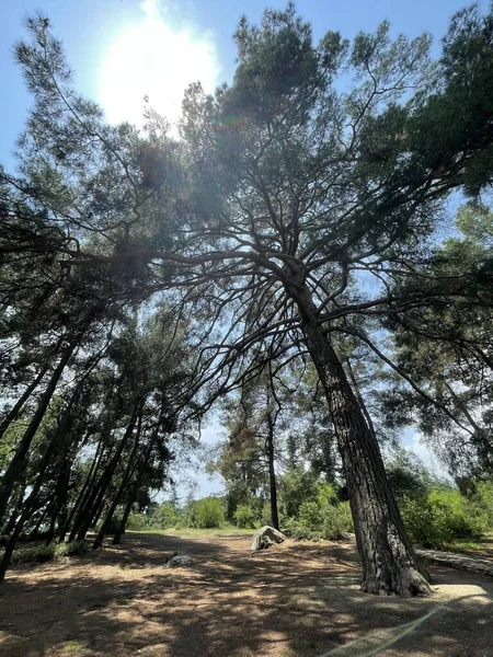 Park alanı büyük yeşil bitkiler, çalılar ve ağaçlar