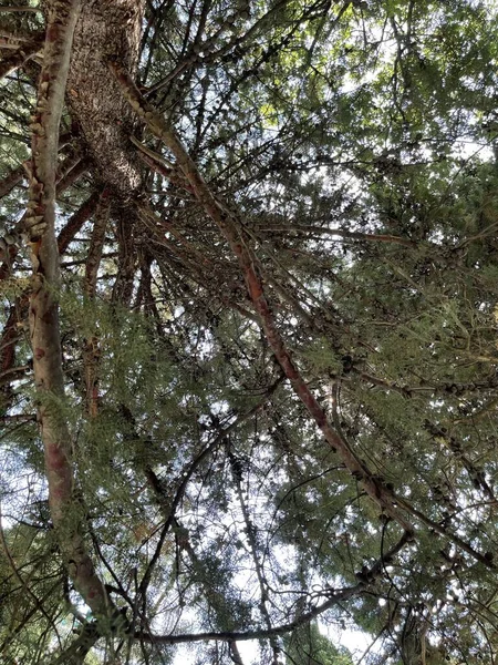 Park Gebied Grote Groene Planten Struiken Bomen — Stockfoto