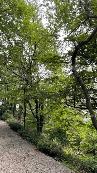 Área Del Parque Grandes Plantas Verdes Arbustos Árboles — Foto de Stock